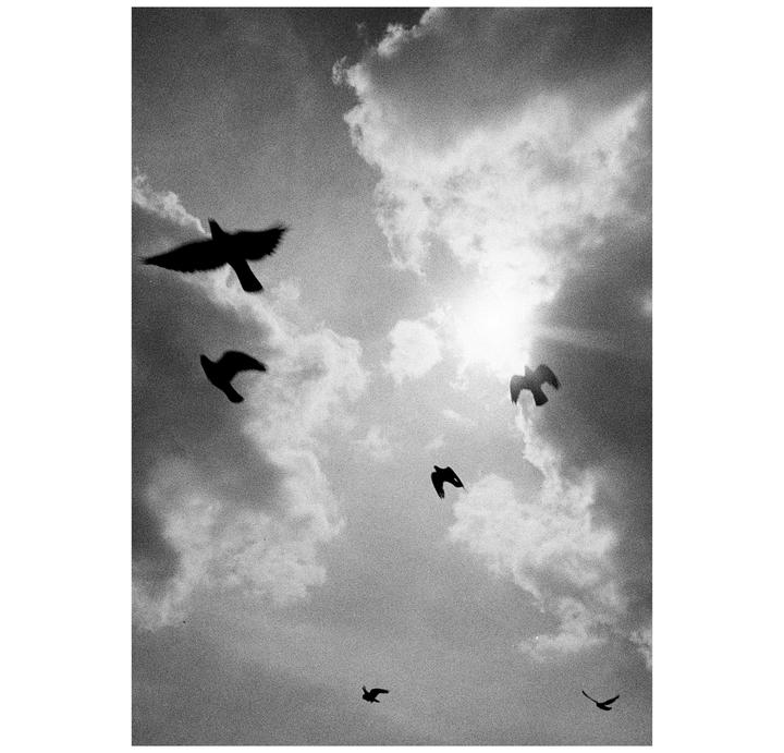 Several birds are silhouetted against a cloudy sky with the sun shining through.