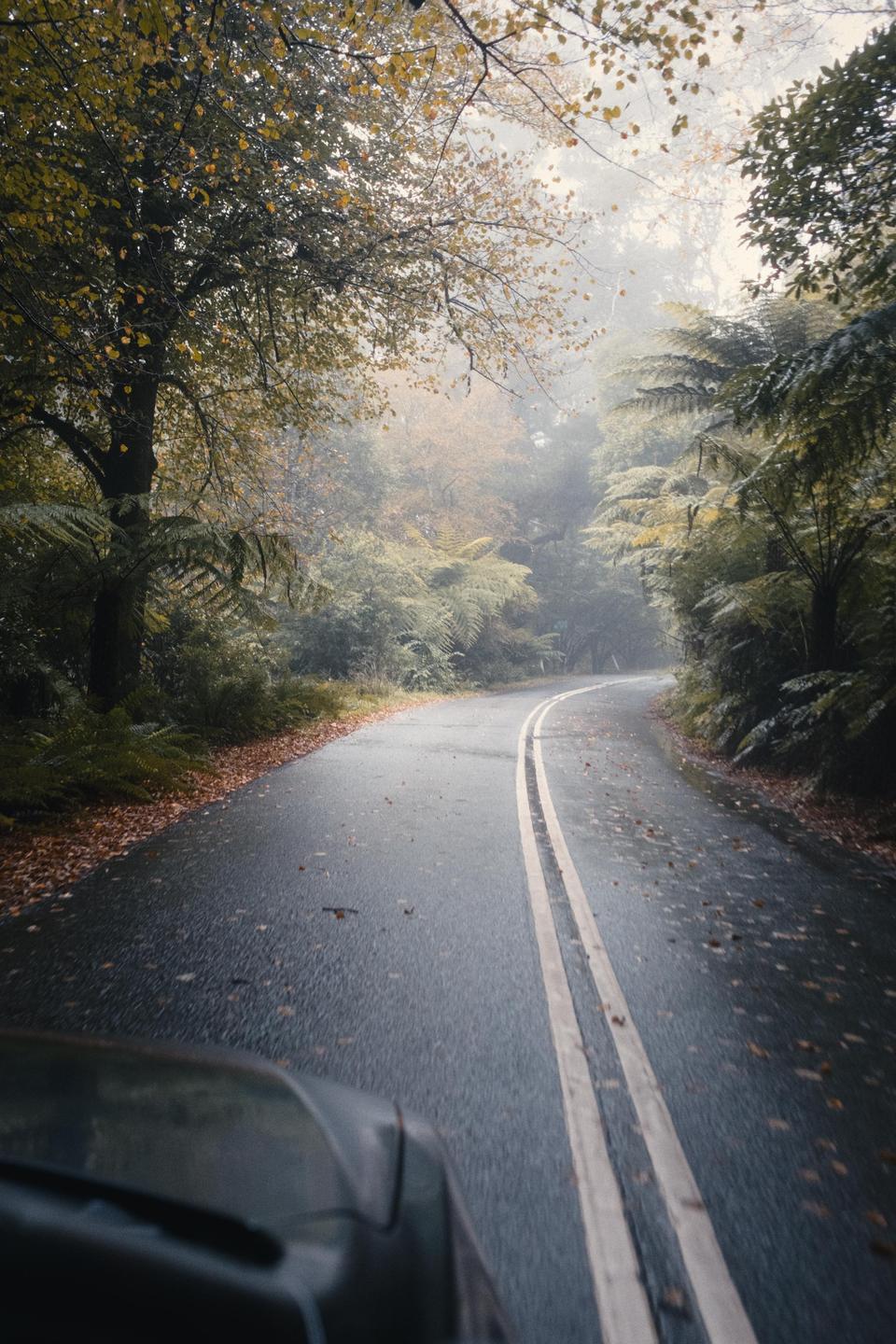 A wet, winding road with double yellow lines is surrounded by trees and ferns on a hazy day.