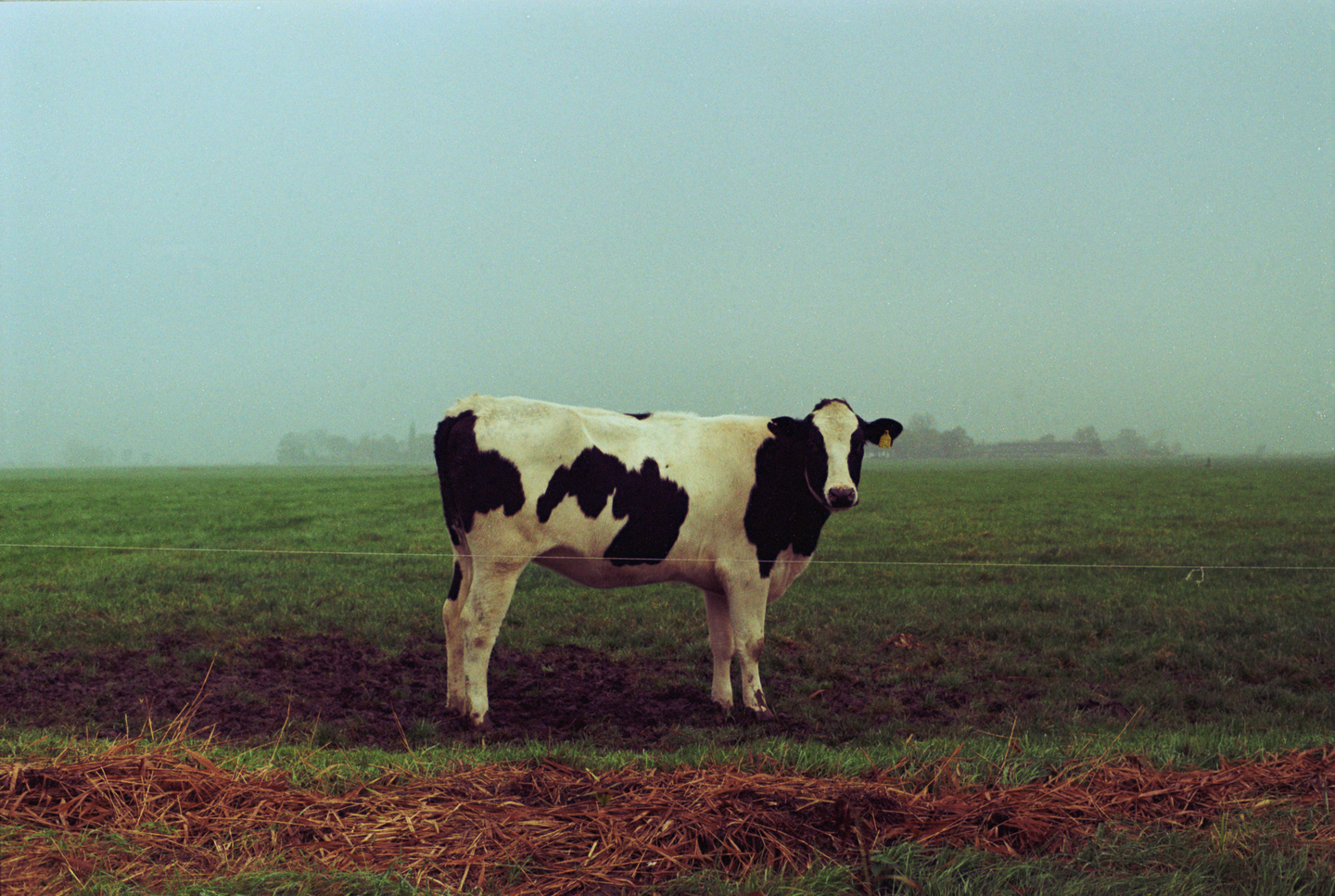 A black and white cow stands in a muddy green field under a hazy sky.