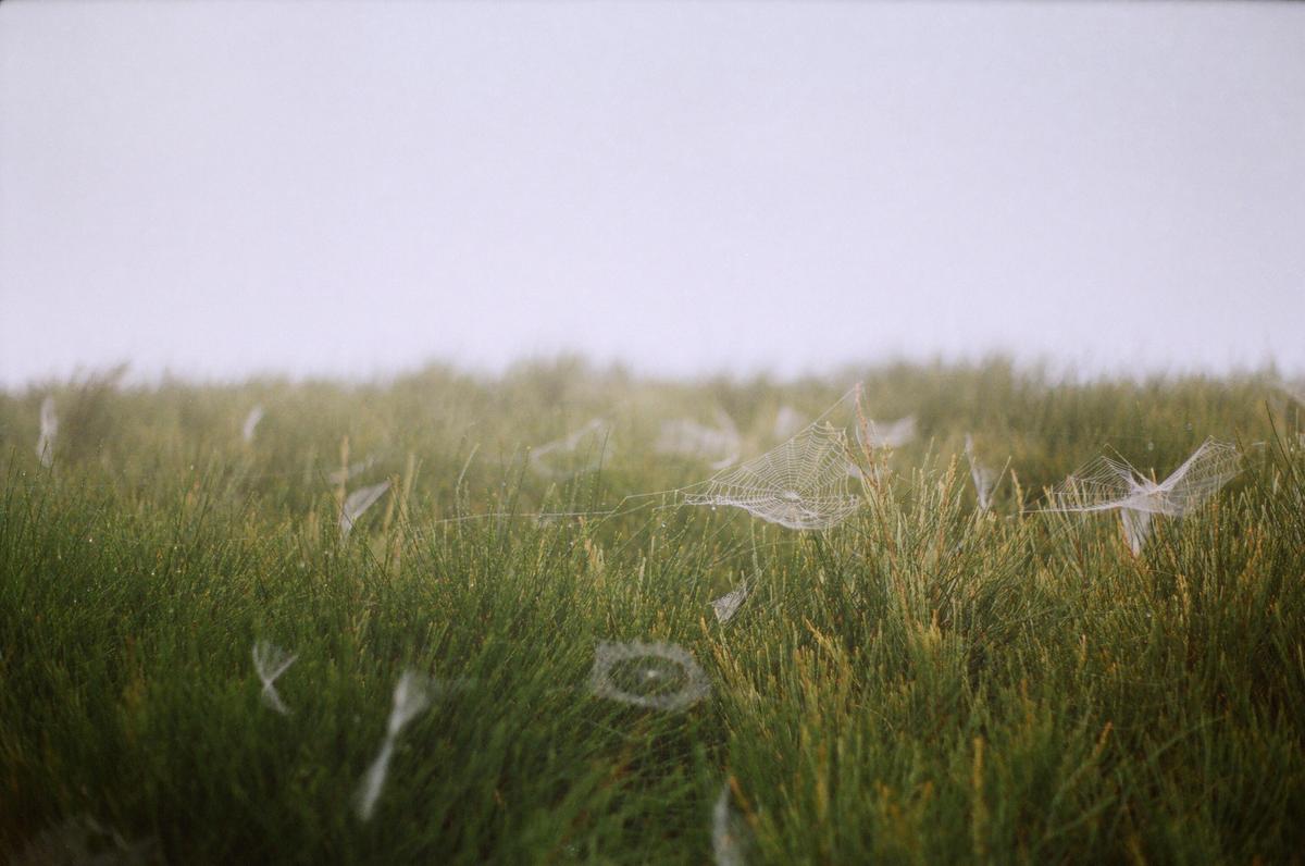Spiderwebs covered in dew are visible in a field of green grass under a hazy sky.