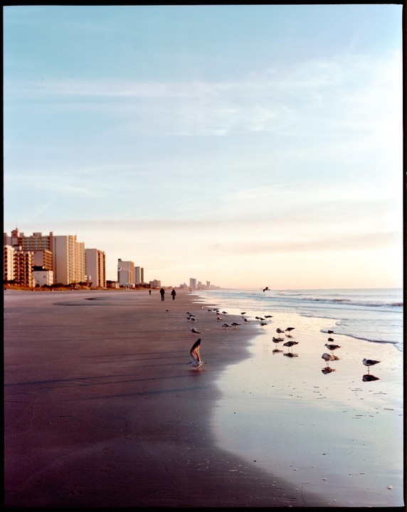 A flock of seagulls stands on a wet beach with a city skyline in the background at sunset.