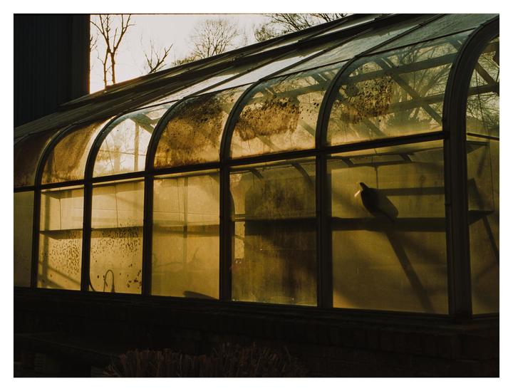 An abandoned greenhouse with dirty windows is illuminated by warm light.