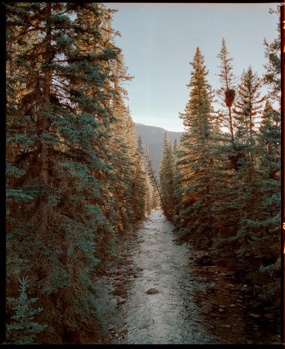 A narrow river flows through a forest of tall pine trees under a clear sky.