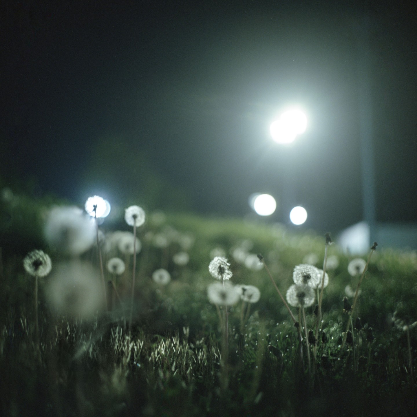 A field of dandelions is illuminated by streetlights at night.