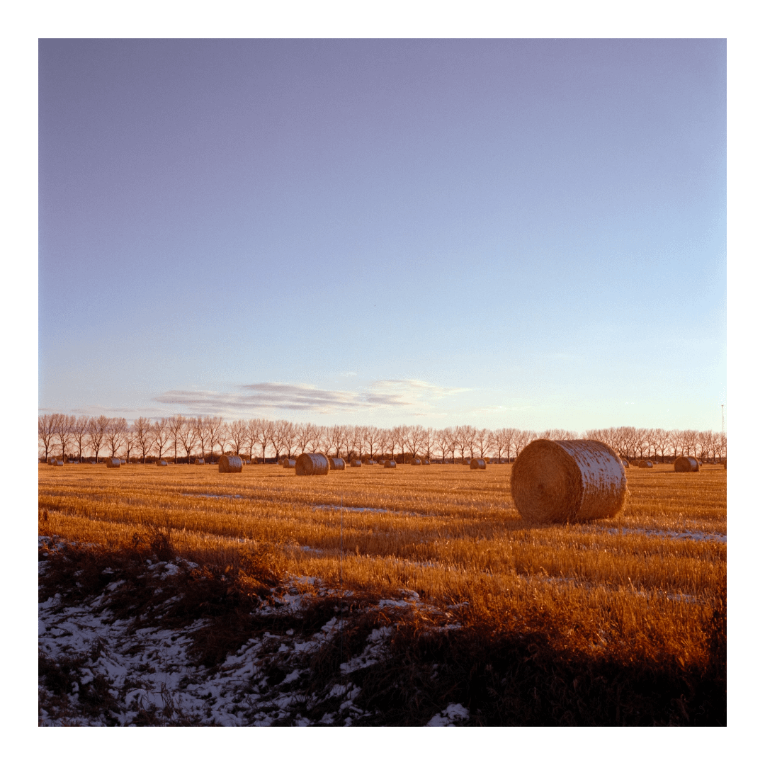 A field of hay bales under a clear sky is illuminated by the golden hour light, with a line of bare trees in the distance and patches of snow in the foreground.