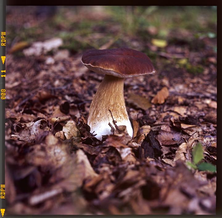 A single king bolete mushroom grows among fallen autumn leaves on the forest floor.