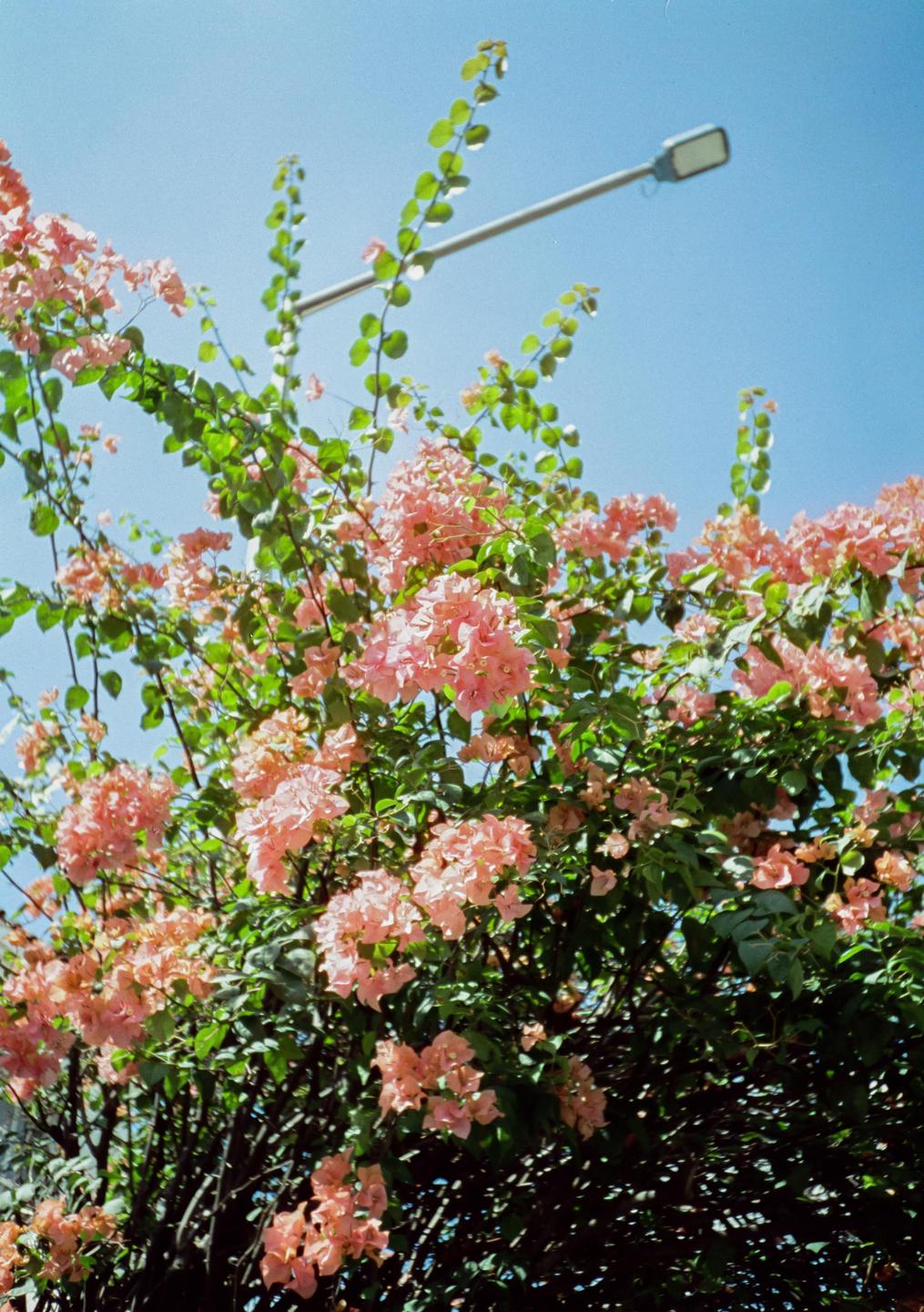 A street light is visible above a bush with many pink blossoms against a clear blue sky.
