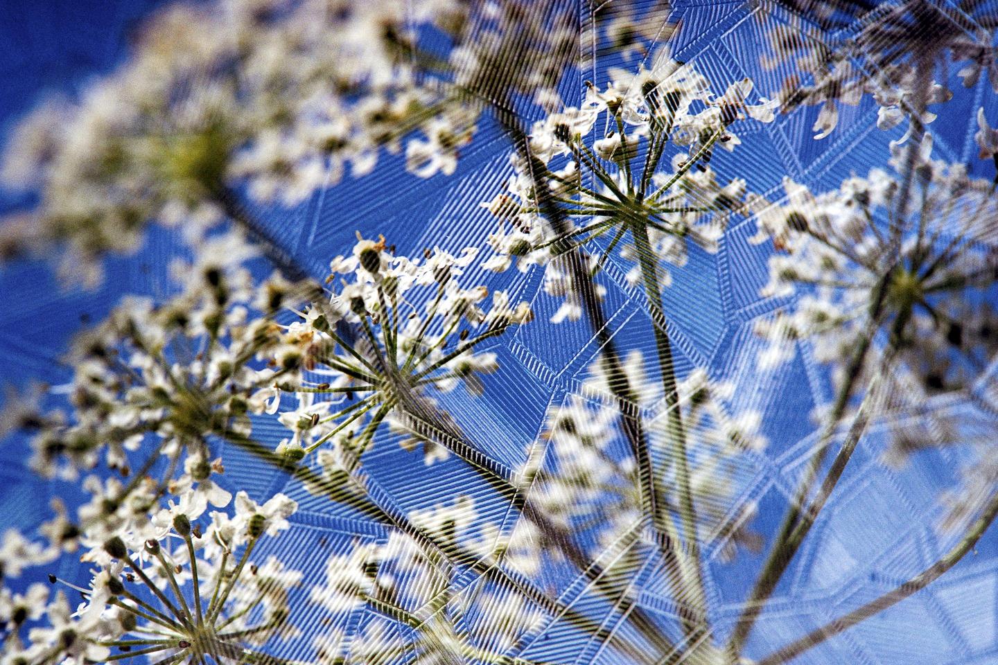 White flowers are visible against a blue sky with a geometric pattern overlay.