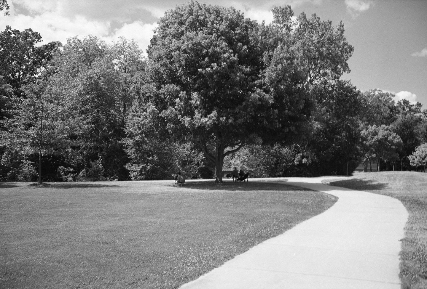 A winding path leads through a grassy park with large trees and people sitting in the shade.