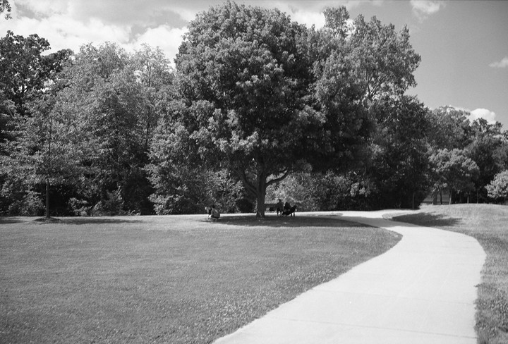 A winding path leads through a grassy park with large trees and people sitting in the shade.