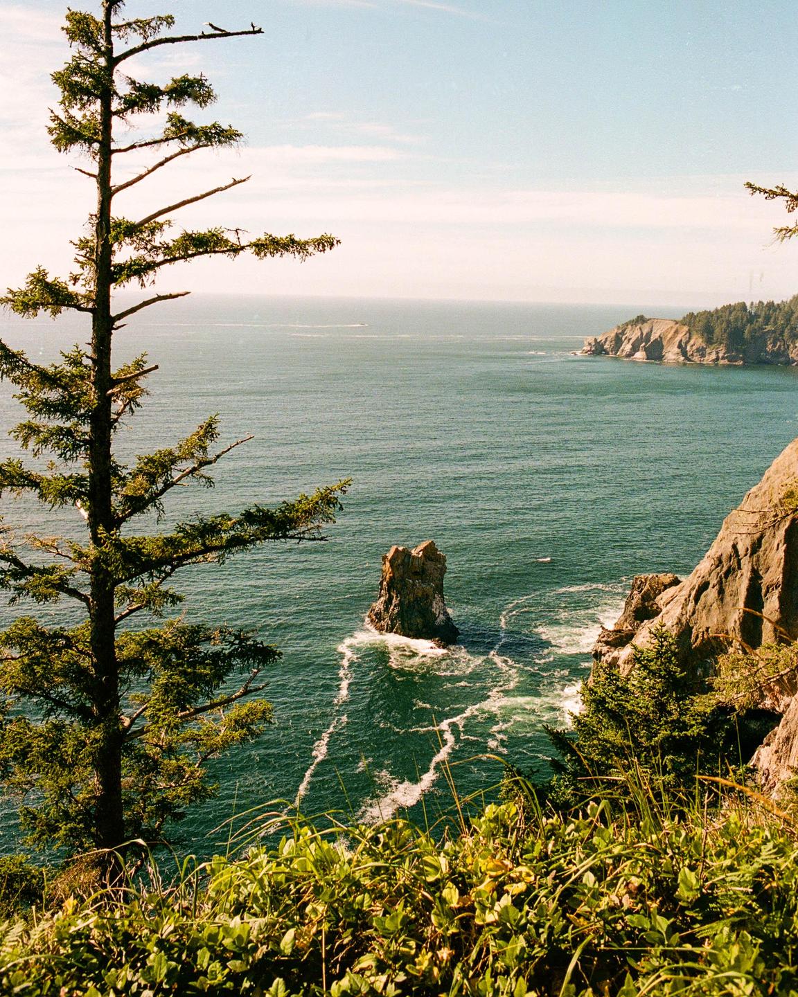 A tall pine tree stands on a cliff overlooking a rocky coastline with a sea stack in the water.