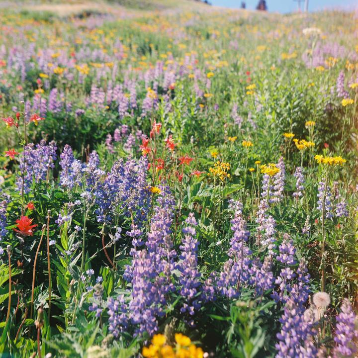 A field of purple, yellow, and red wildflowers covers a hillside under a clear sky.