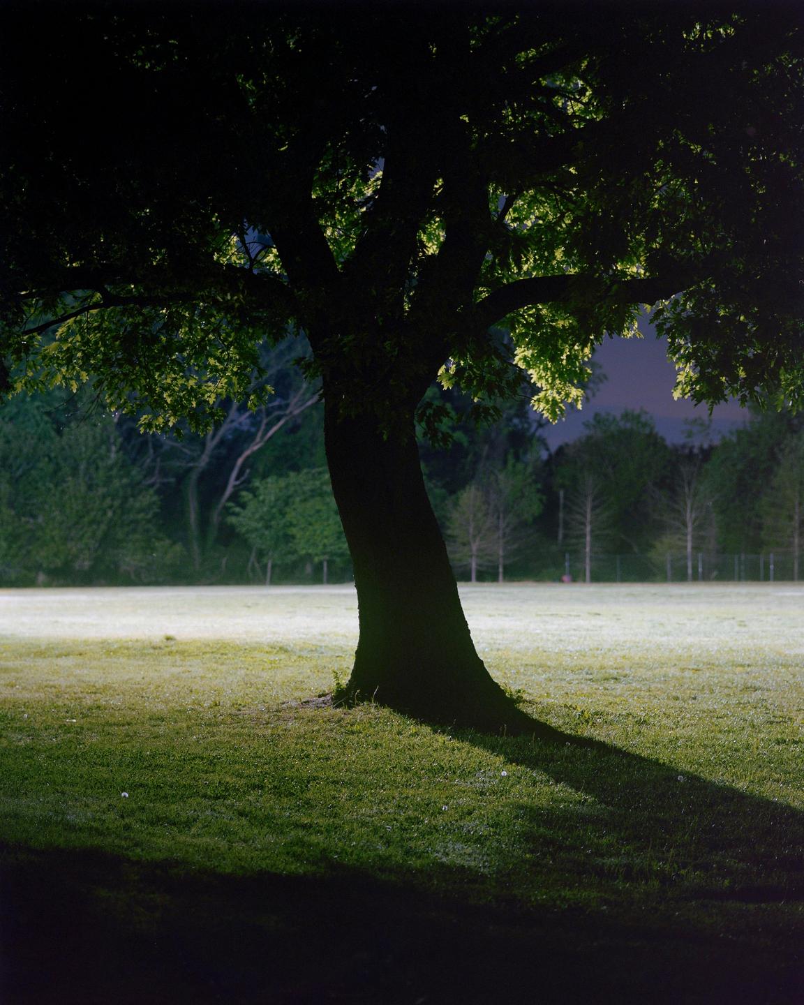 A large tree stands in a field at night, illuminated by an unseen light source.