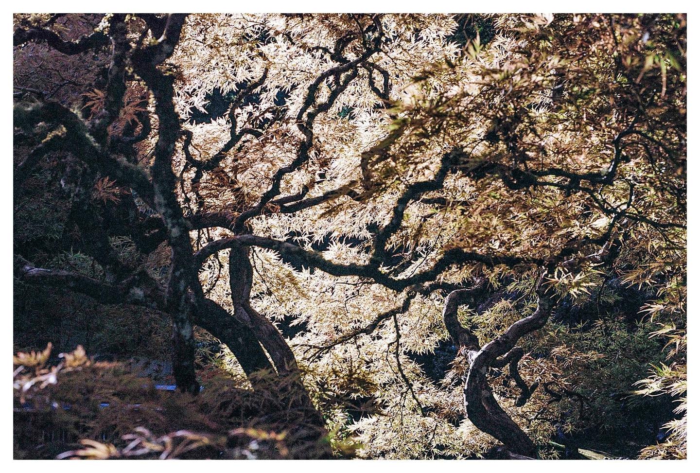 A tree with gnarled branches and light-colored leaves is illuminated from behind.