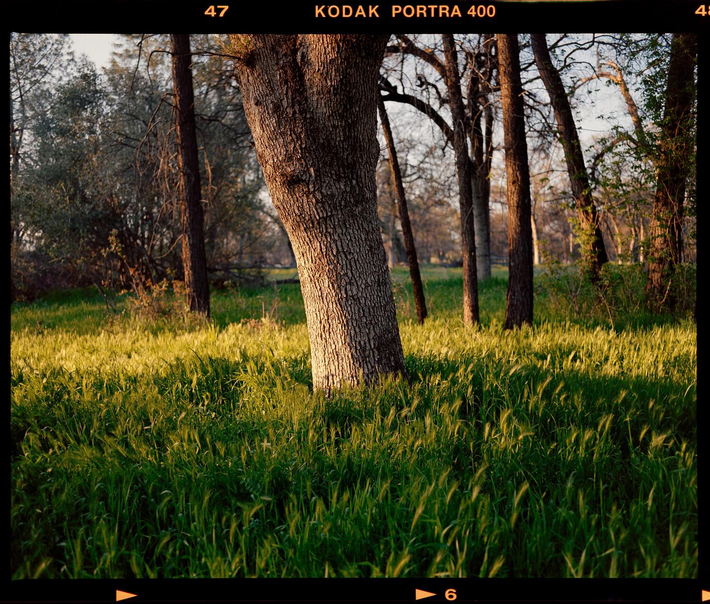 Sunlight illuminates a field of tall green grass and tree trunks in a forest.