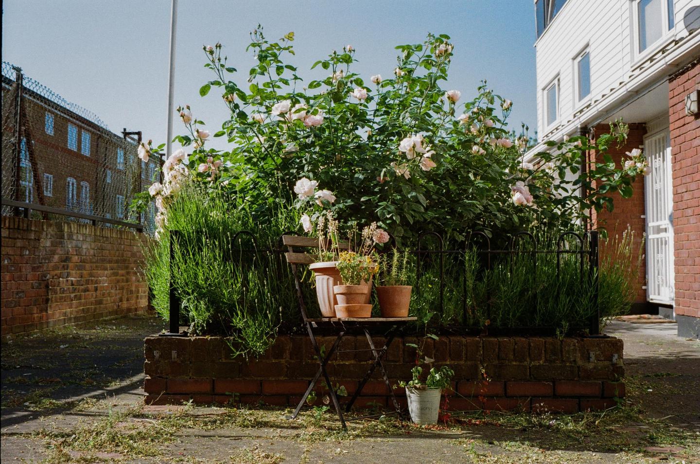 A wooden chair with potted plants sits in front of a rose bush and a brick wall.