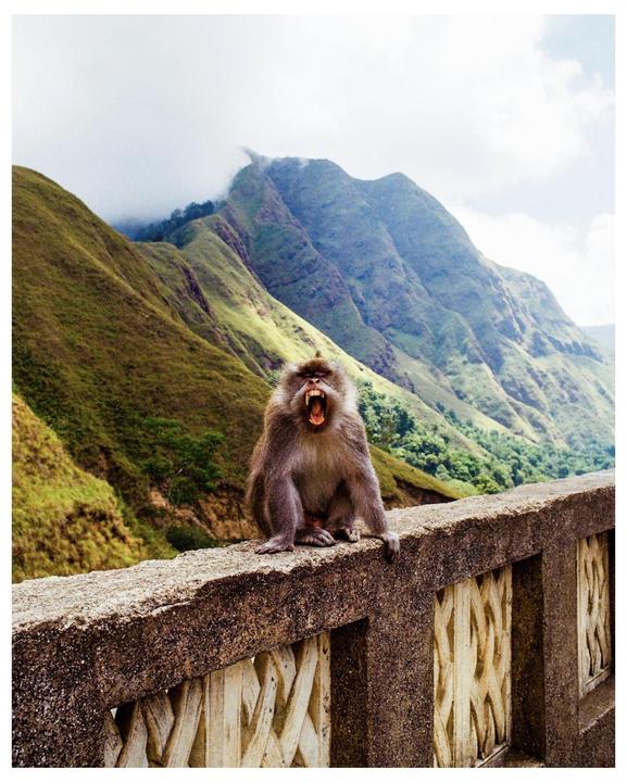 A monkey with its mouth open sits on a concrete barrier with green mountains in the background.