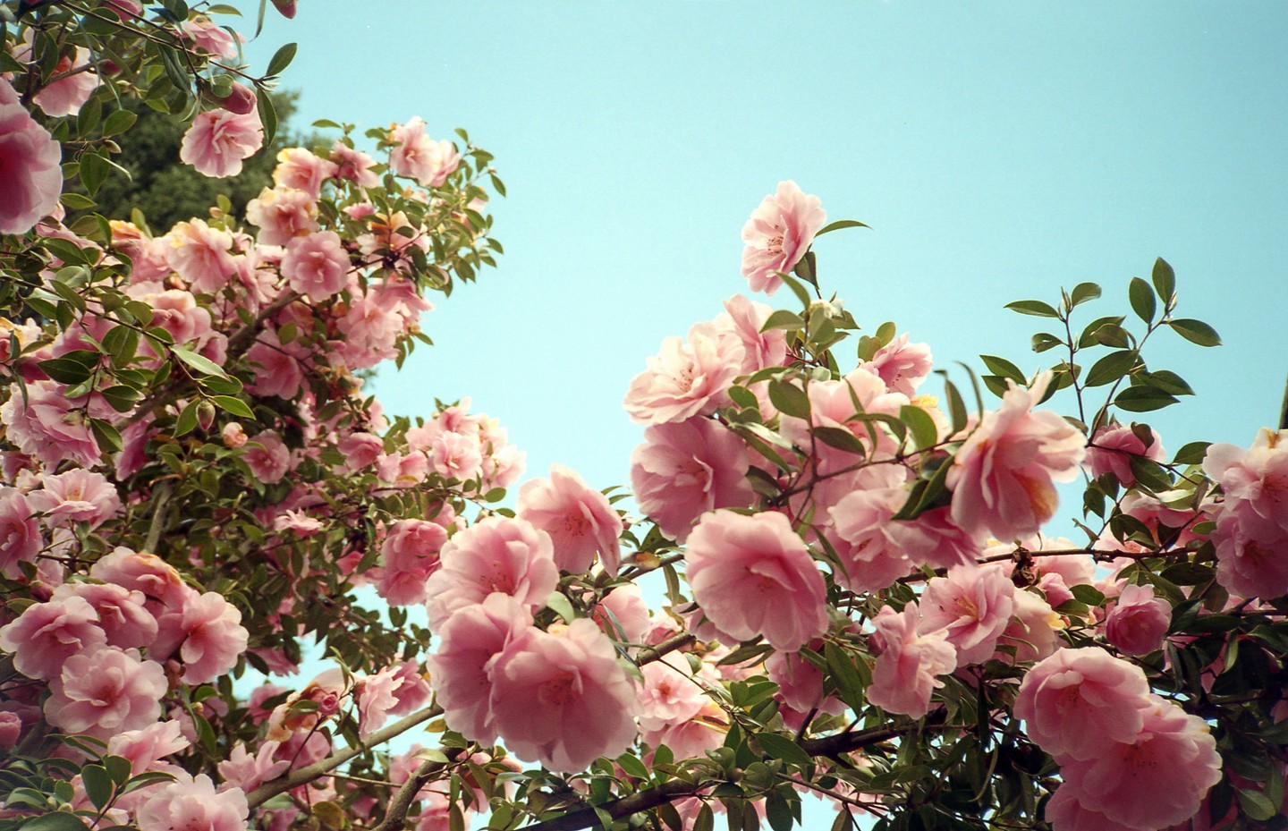 Pink blossoms and green leaves are visible against a clear blue sky.