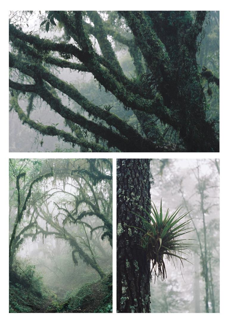 Cloud forest [expired Kodak Gold 200 | 50mm | Pentax SP1000], shot on PENTAX SP1000