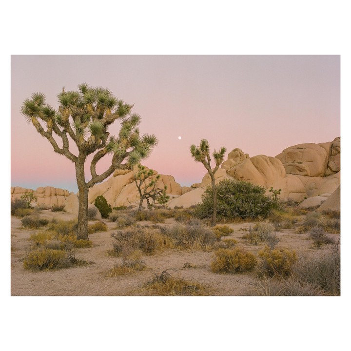 A desert landscape with Joshua trees and large rock formations is visible under a pink sky with a moon.