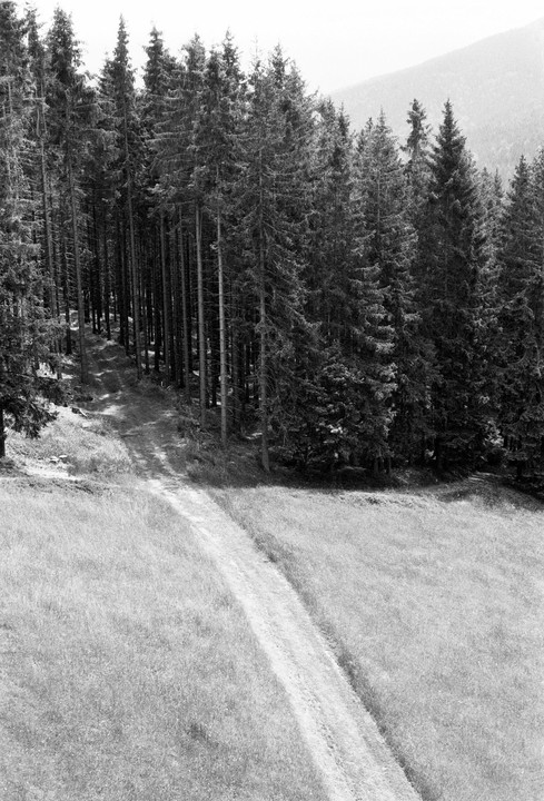 A dirt path cuts through a grassy field and leads into a dense forest of tall pine trees.