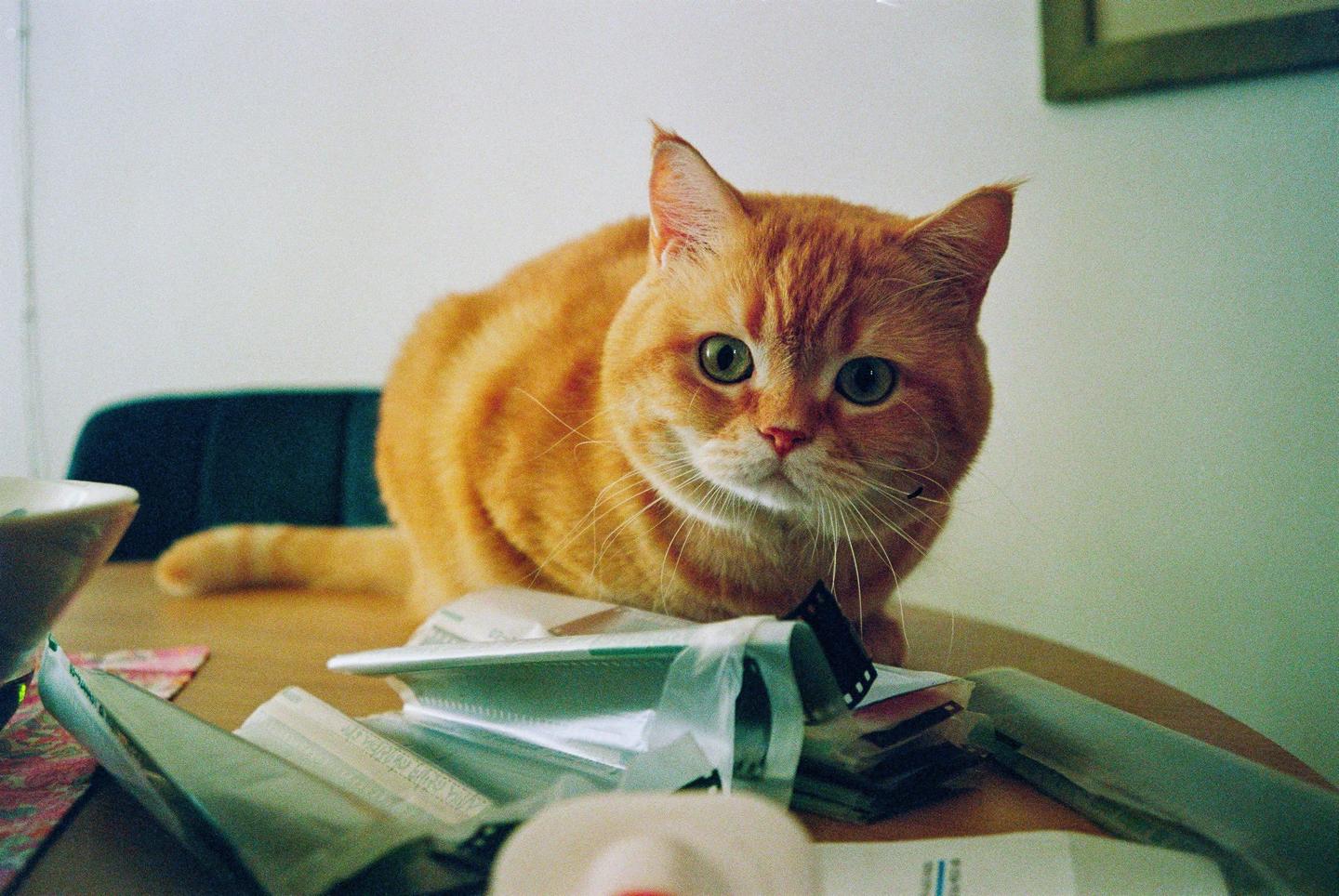 An orange cat with green eyes looks at the viewer from a table covered in papers.