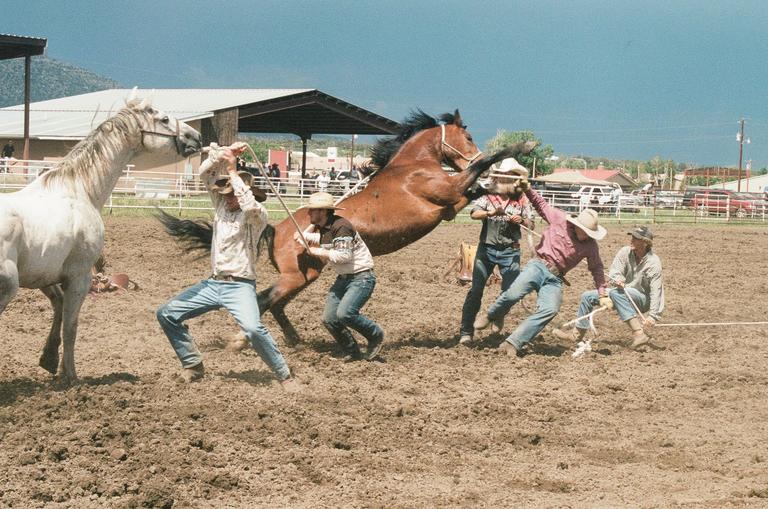 Several men in cowboy hats and jeans are attempting to rope and hold down a brown horse in a dirt arena, with a white horse standing nearby.