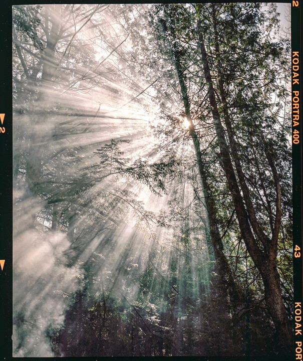 Sunlight streams through a hazy forest with tall trees.