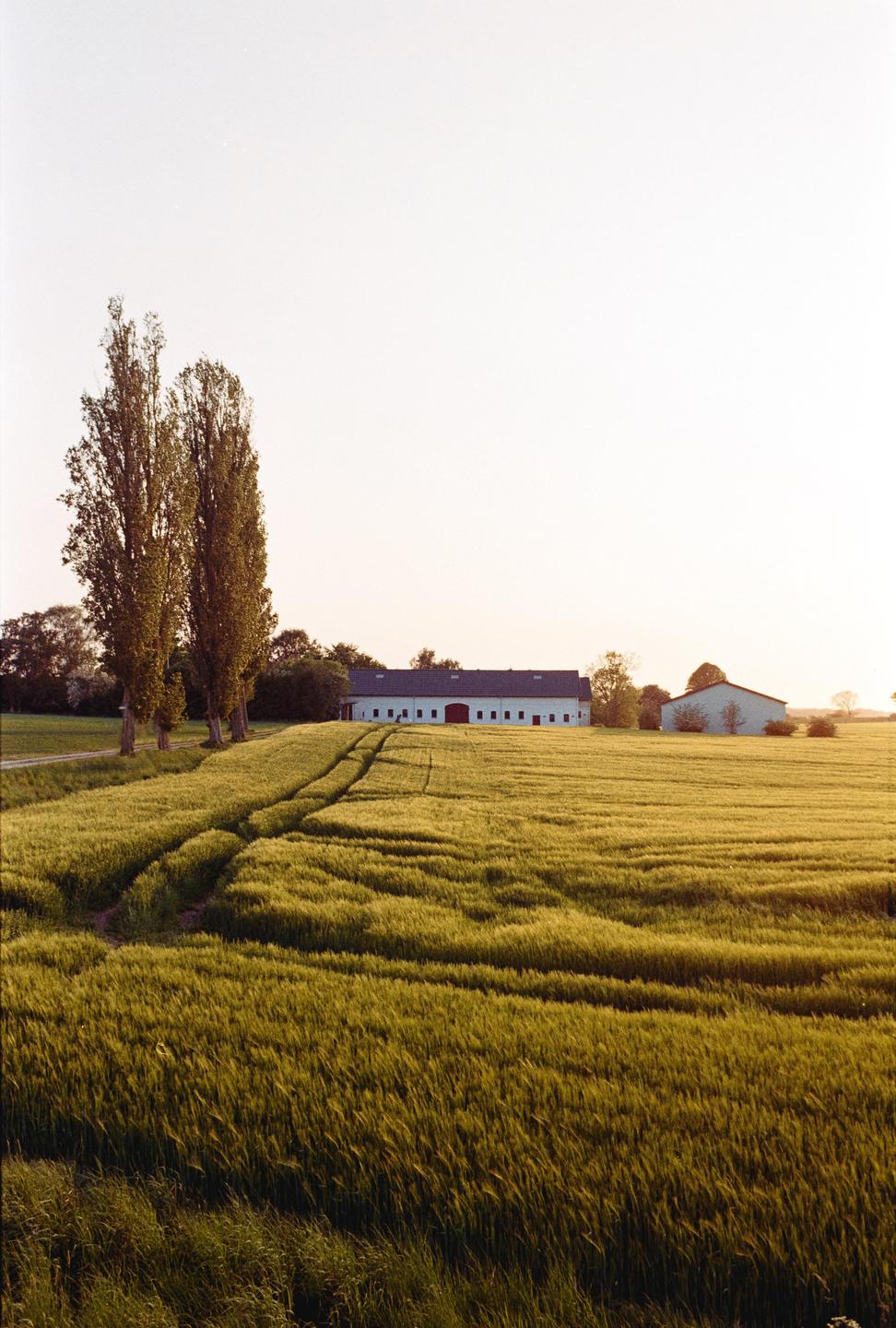 A field of green crops with tire tracks leads to a white barn with a red door, flanked by tall trees under a bright sky.
