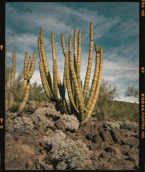 A large cactus stands tall on a rocky desert landscape under a partly cloudy sky.