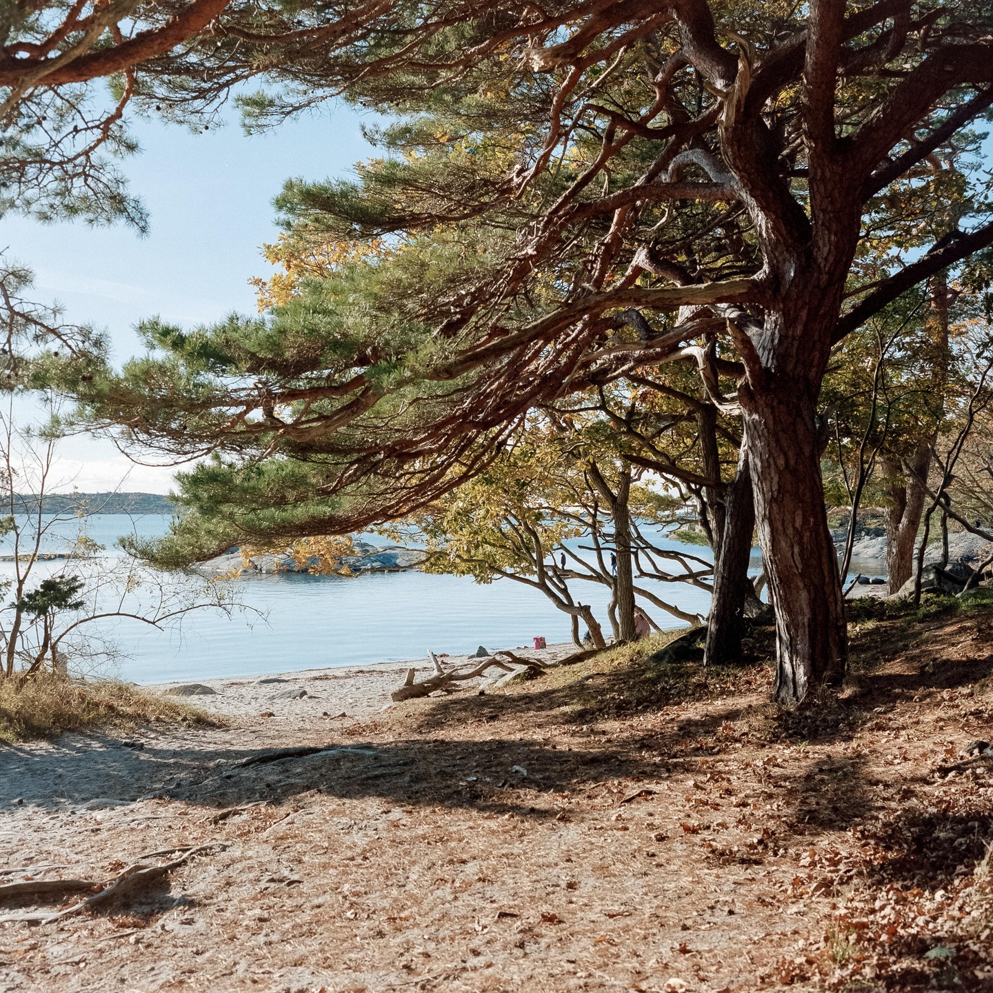 A sandy path leads through a forest to a beach with calm water.