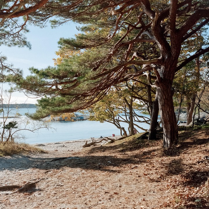 A sandy path leads through a forest to a beach with calm water.