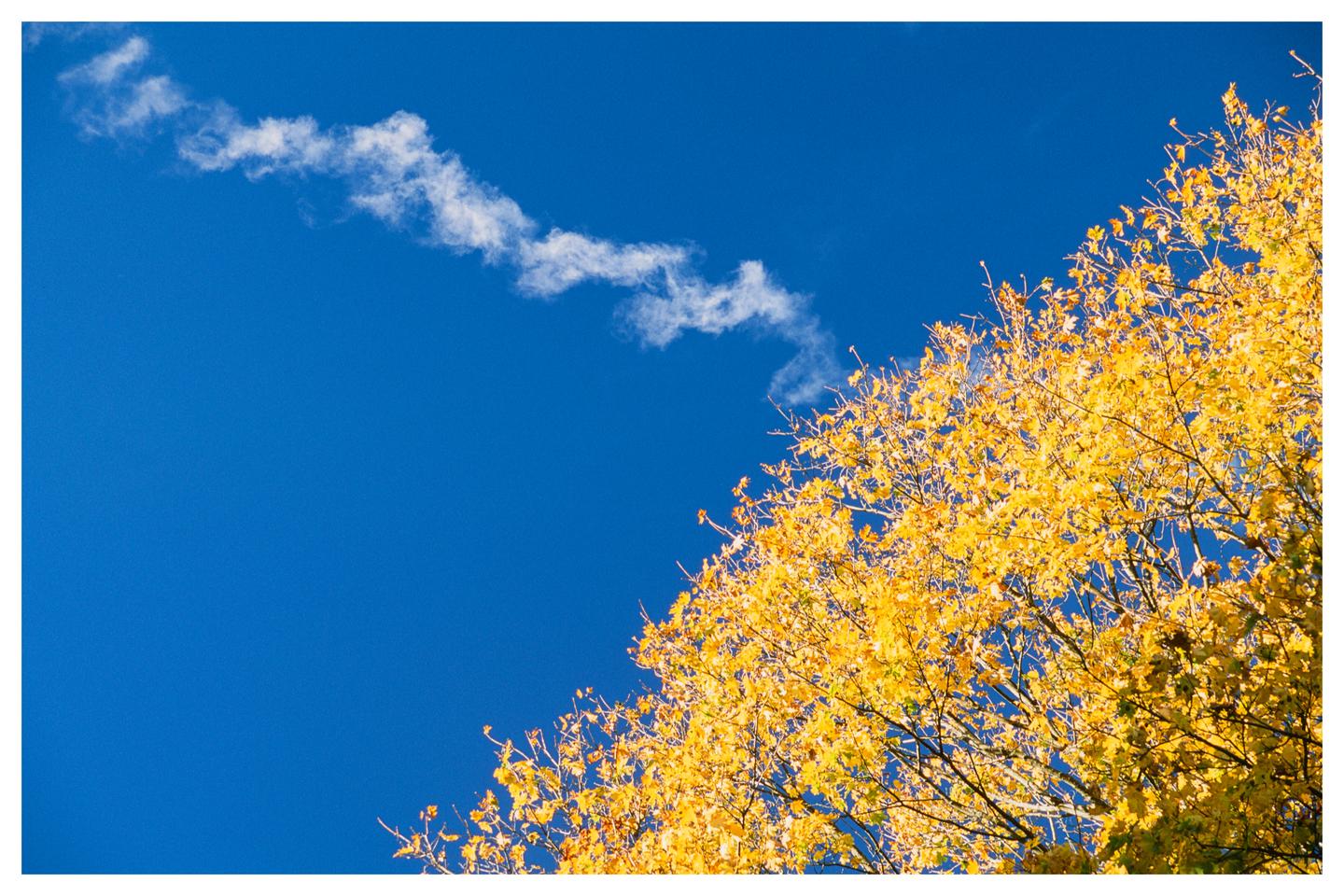 A bright blue sky with a wispy cloud is visible above a tree with yellow autumn foliage.