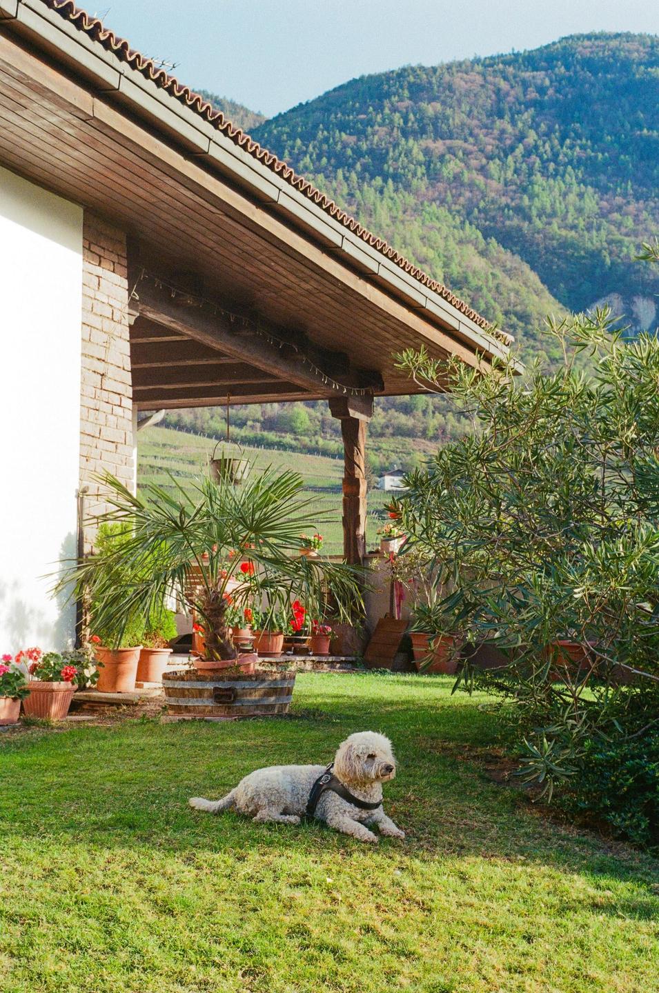 A white dog lies on a grassy lawn in front of a house with a covered patio and a mountain in the background.