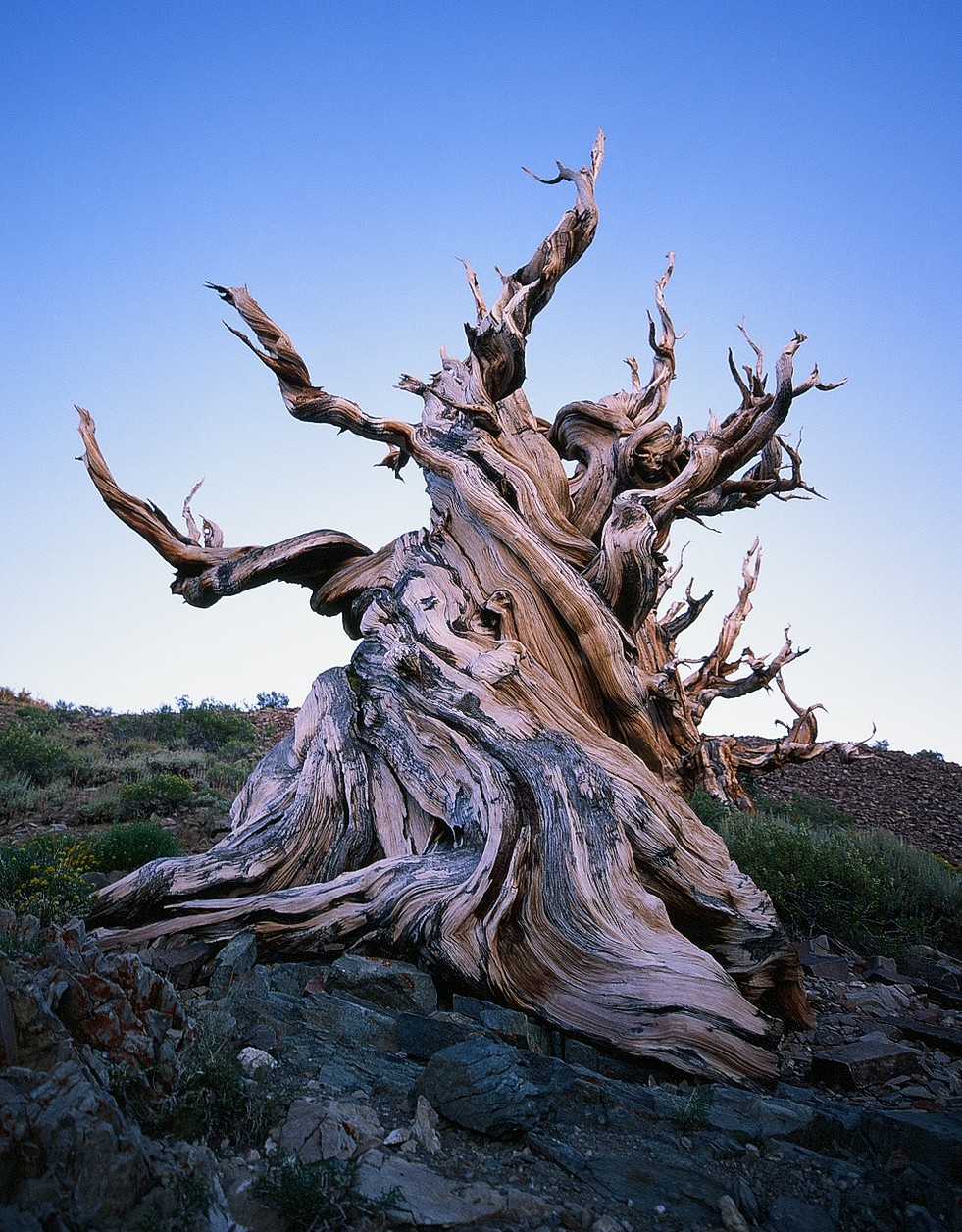 An ancient, gnarled tree with twisted branches stands on a rocky hillside under a clear sky.