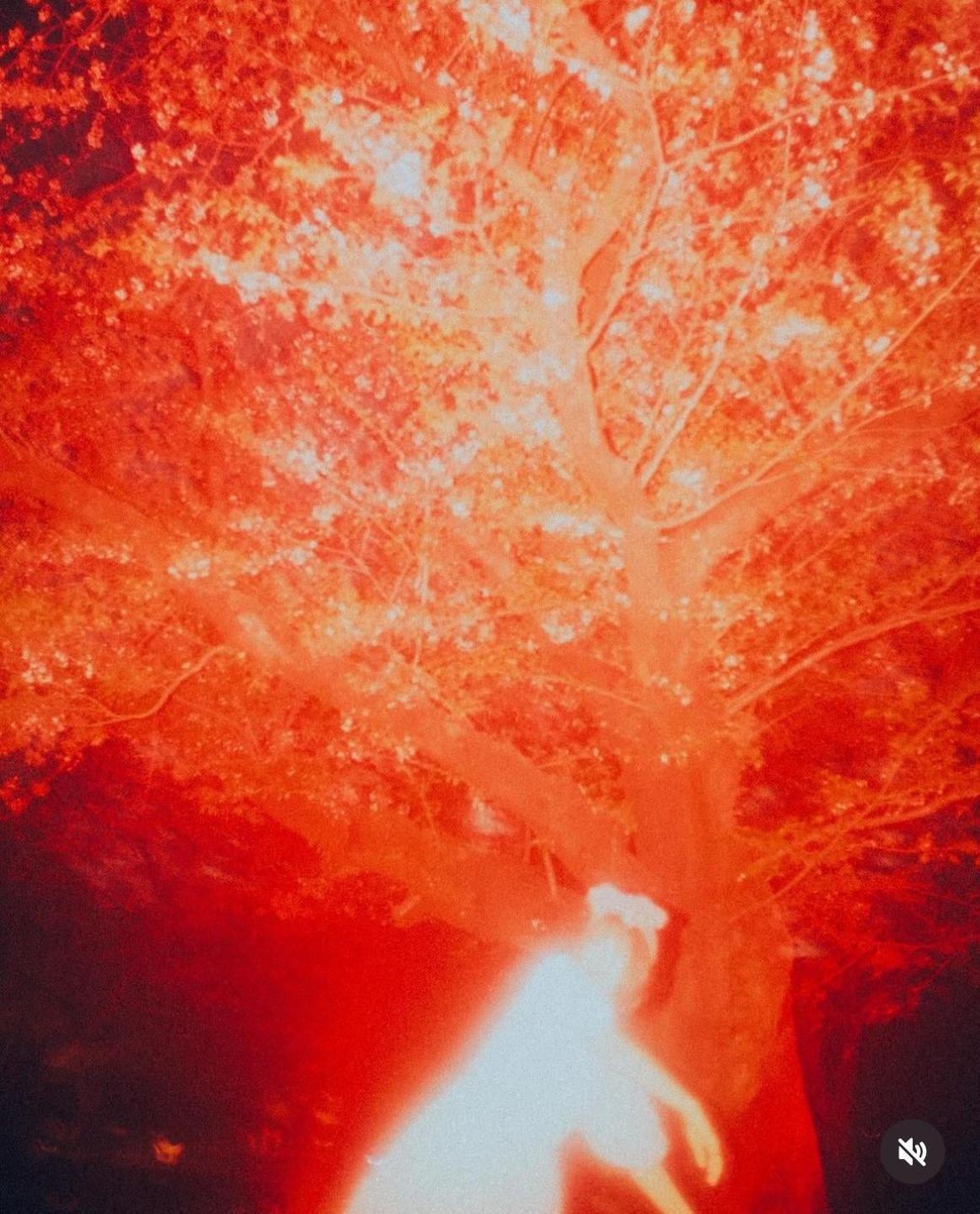 A blurry figure is visible under a tree with bright red and orange foliage.