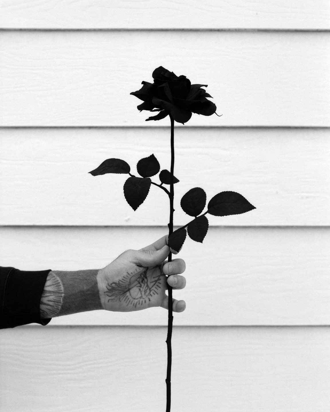A tattooed hand holds a black rose against a white paneled wall.