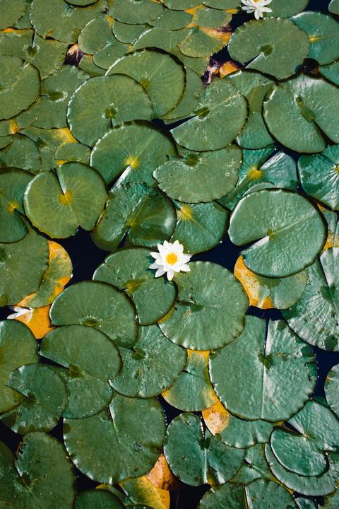 A white lotus flower with a yellow center floats among many green lily pads on dark water.