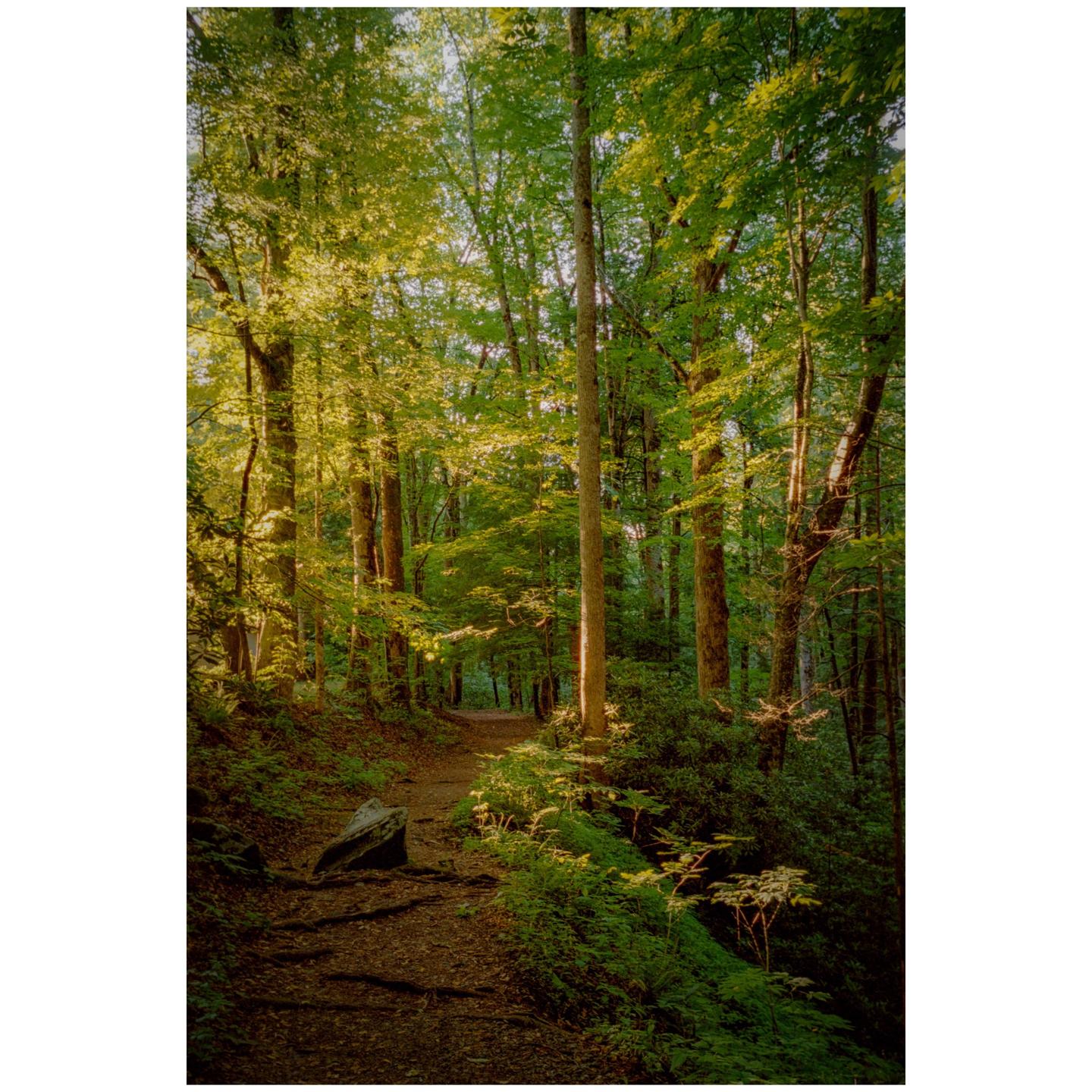 A narrow dirt path winds through a dense forest with sunlight filtering through the trees.