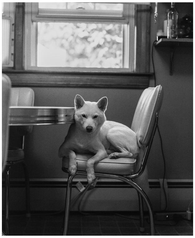 A white dog is sitting on a chair next to a table in a room with a window.