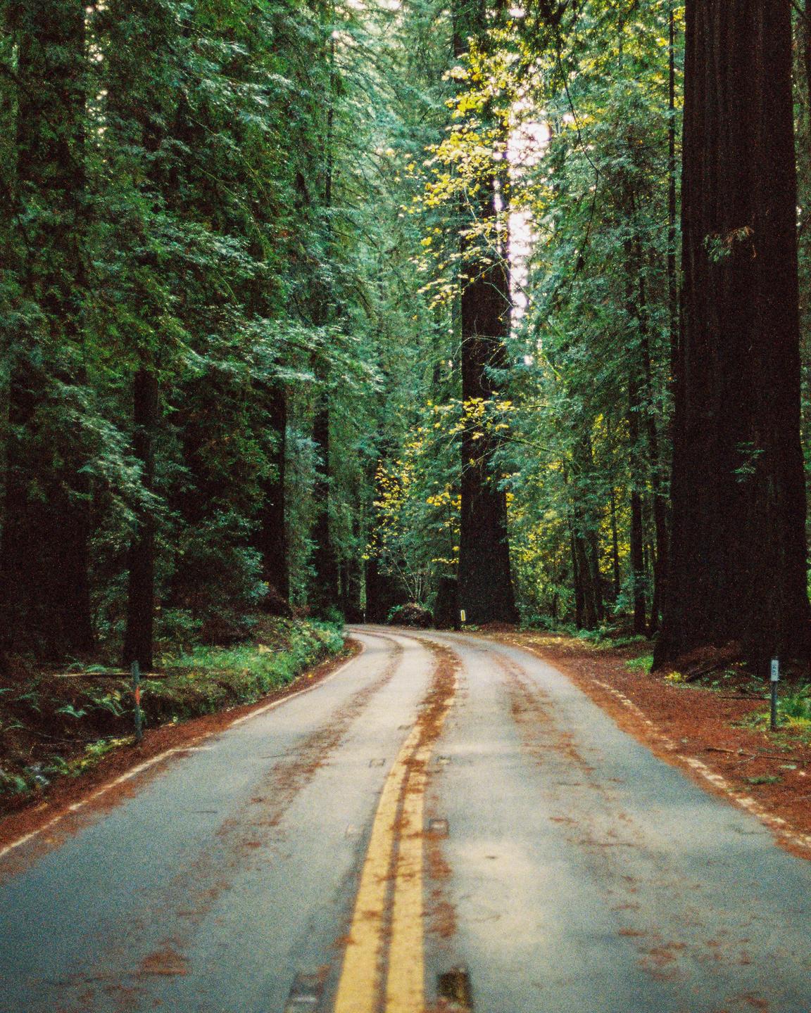 A winding road with a double yellow line leads through a forest of tall trees.