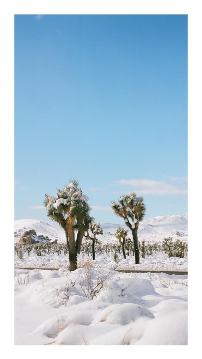 A snowy desert landscape features several Joshua trees under a clear blue sky.