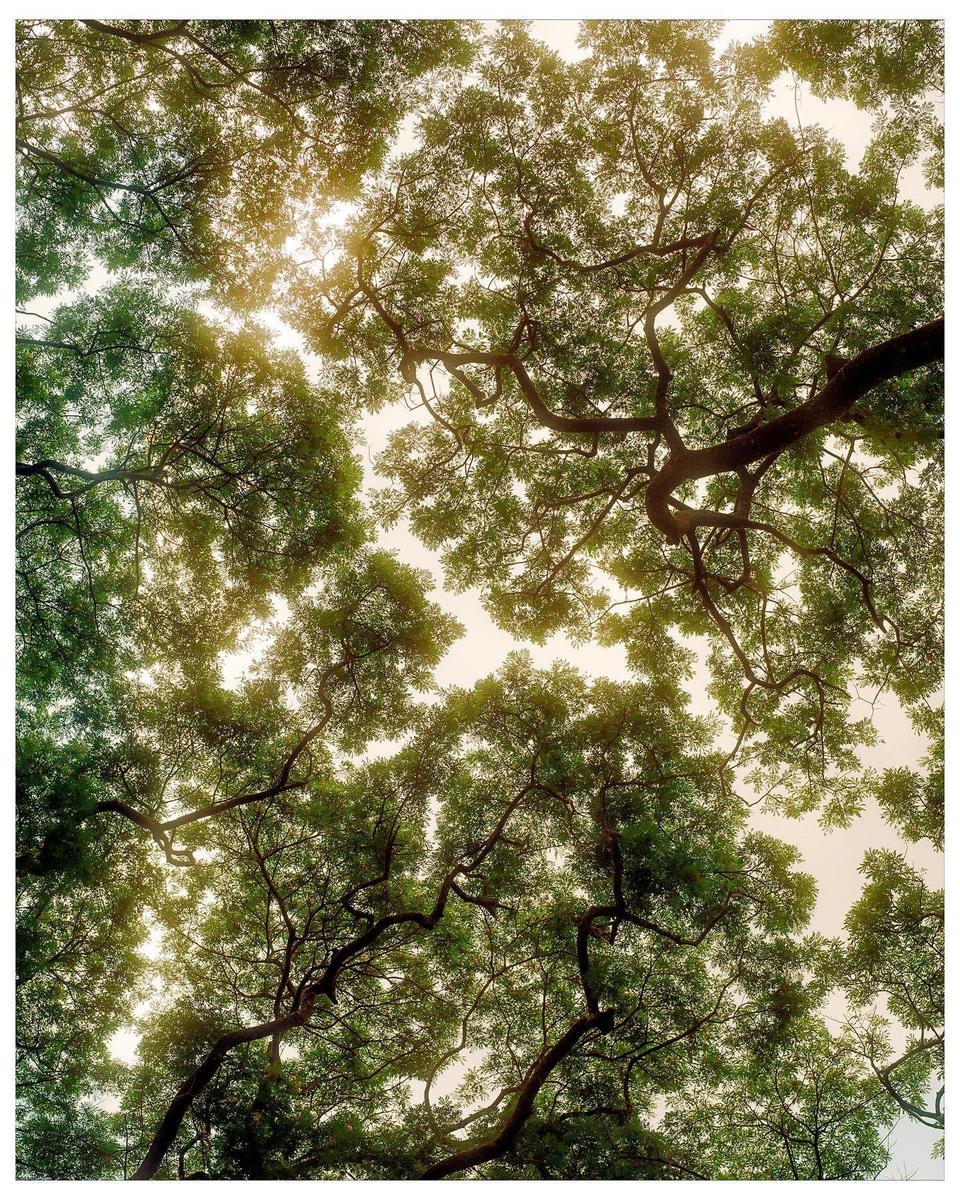 The canopy of a tree is visible from below, with sunlight filtering through the leaves.