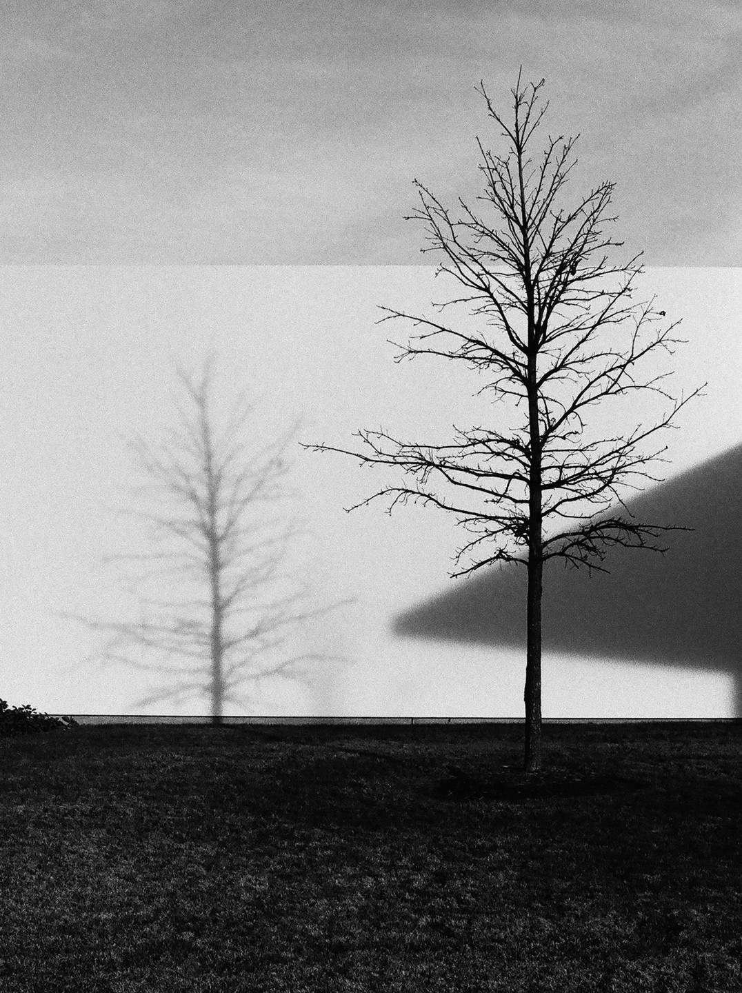 A bare tree stands in front of a white wall with its shadow cast on the wall and a dark shadow from a building.