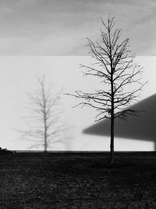 A bare tree stands in front of a white wall with its shadow cast on the wall and a dark shadow from a building.