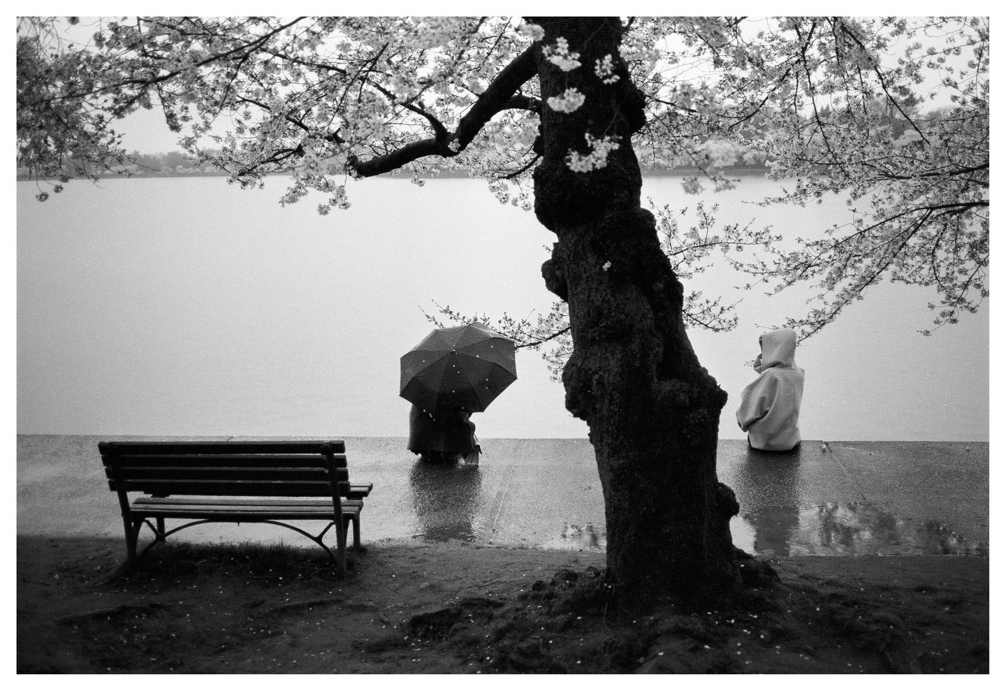 Two people stand by a body of water under a blossoming tree, one holding an umbrella and the other wearing a hooded coat, with a bench in the foreground.