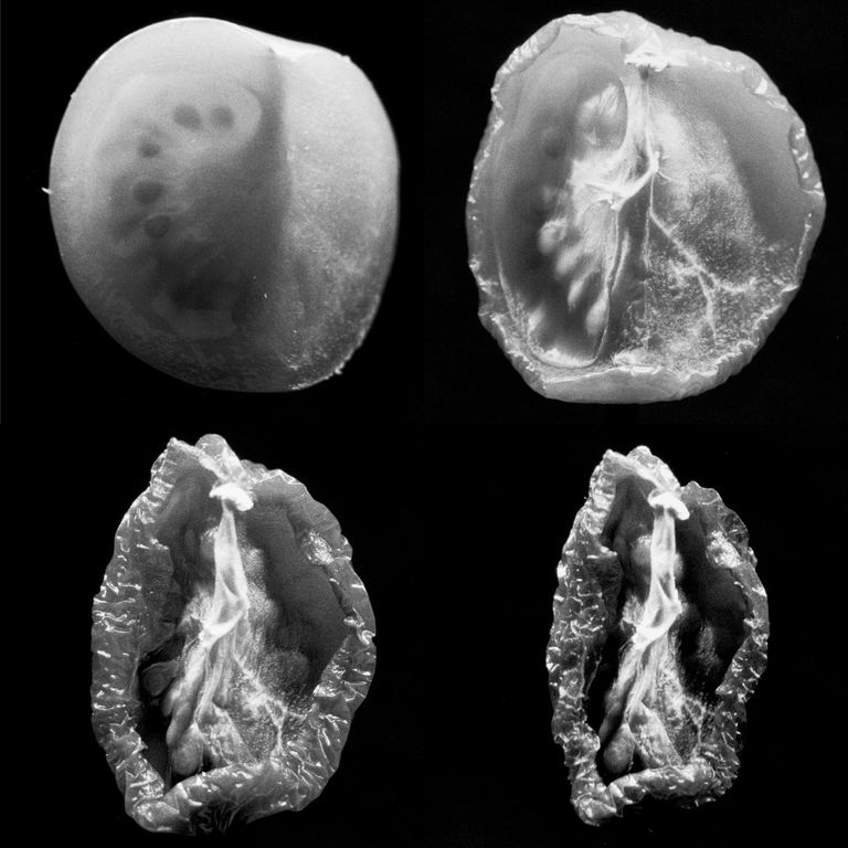 Four tomatoes are arranged on a black background, one whole and three cut open to reveal their insides.