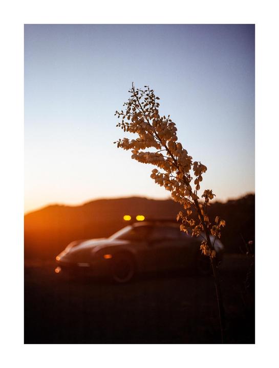 A plant with small white flowers is in the foreground, with a car and mountains in the background at sunset.