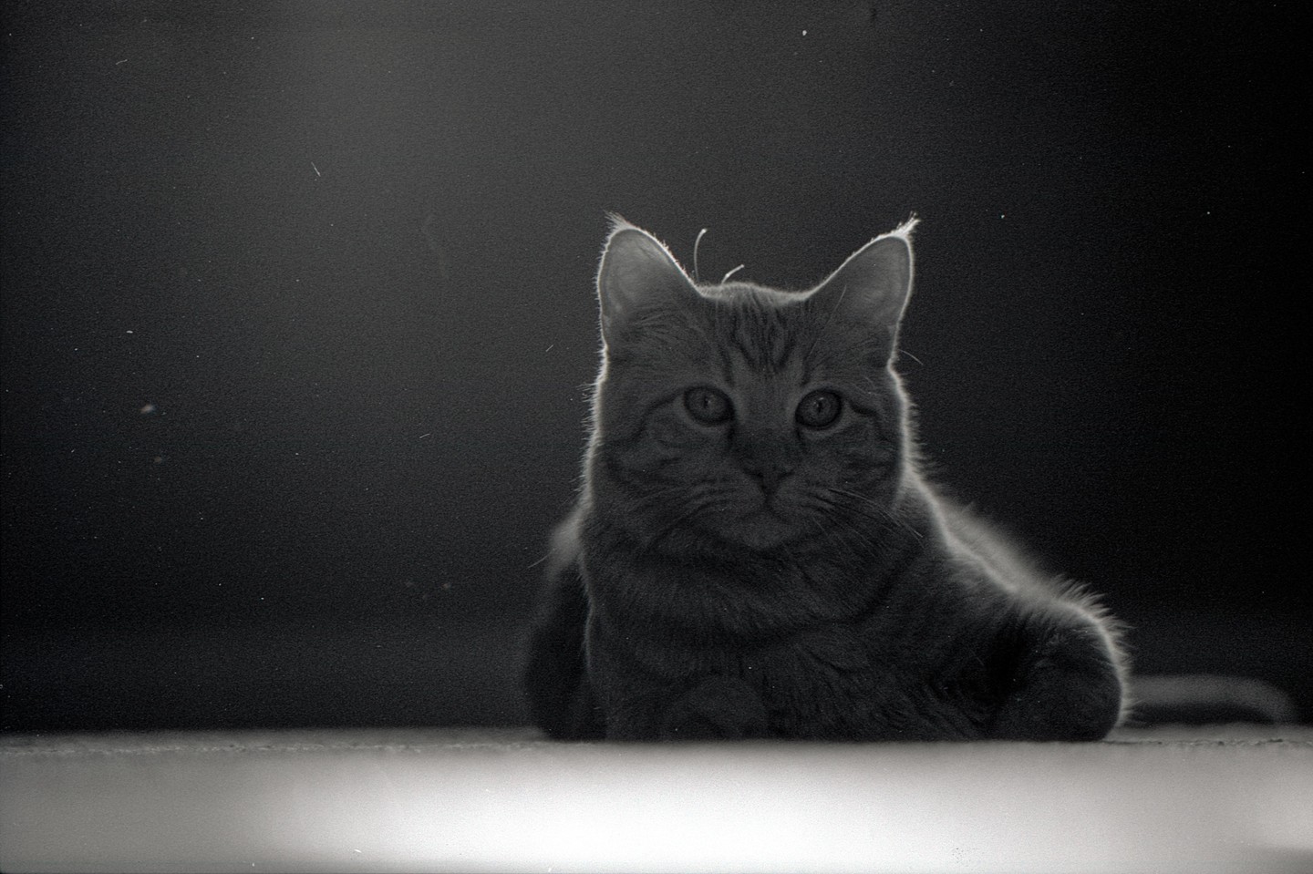 A cat with bright fur around its ears is lying down and looking forward.