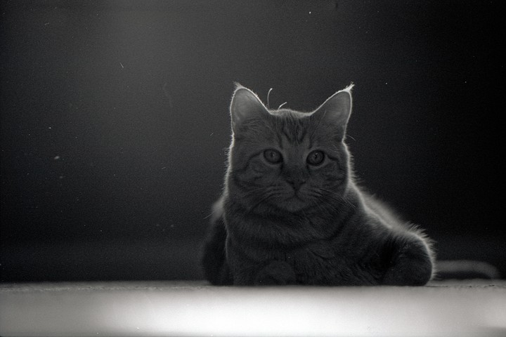 A cat with bright fur around its ears is lying down and looking forward.
